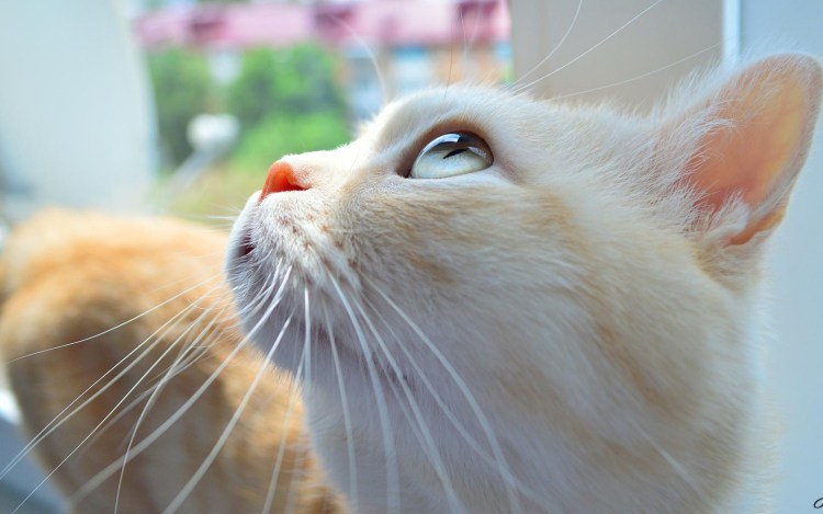 Кот поднял голову