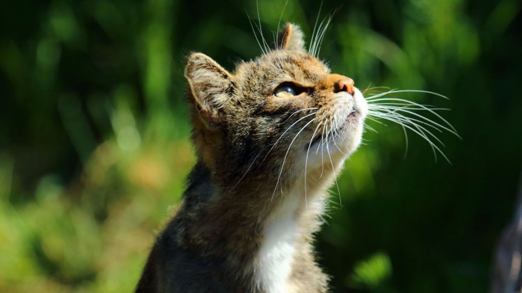 Кот смотрит вверх