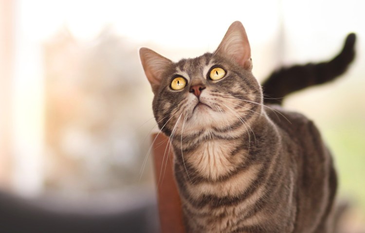 Кошка смотрит вверх