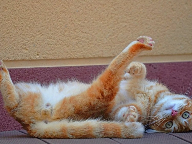 Рыжий кот лежит на спине