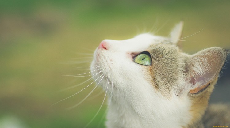 Кошка белая