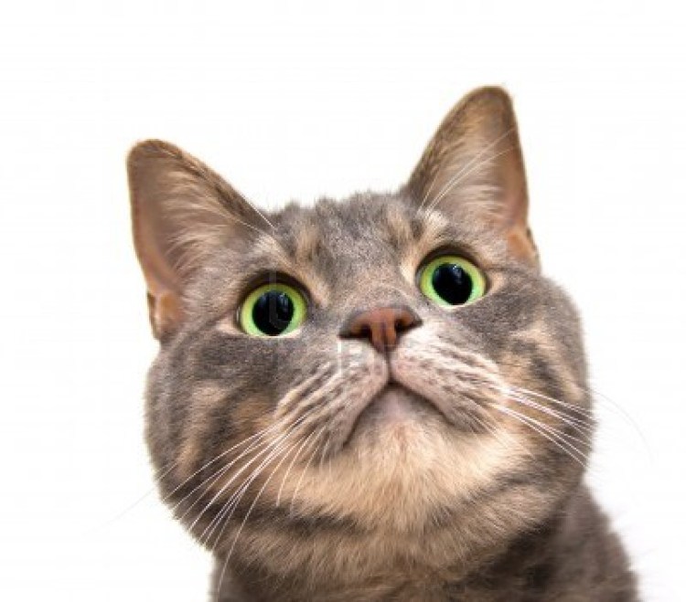 Коты удивление