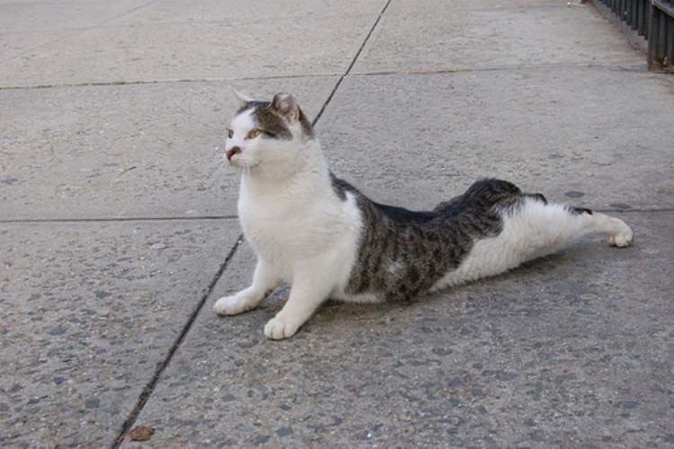 Кот прижался к полу