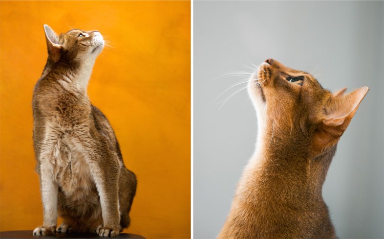 Кошка в профиль