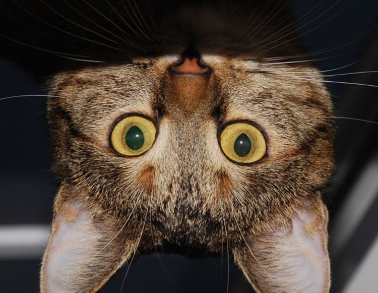 Котик вверх ногами