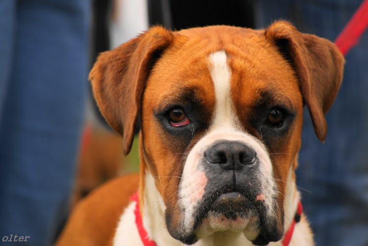 Английский боксёр собака