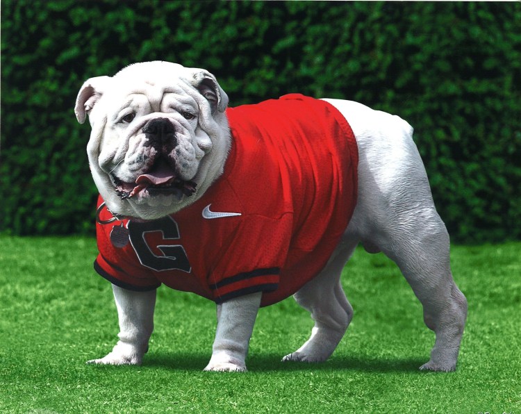 Английский бульдог хватка