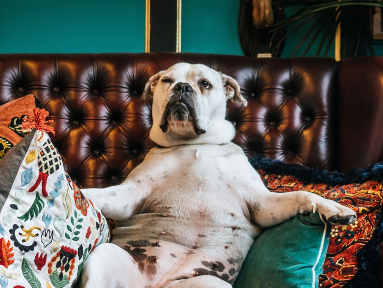 Король вечеринок собака