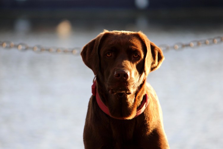 Пикчерз порода собак