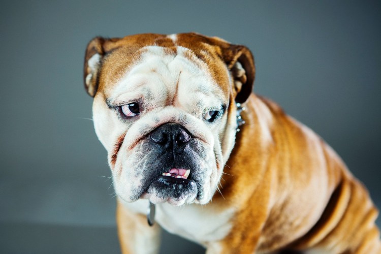 Английский бульдог Король вечеринок
