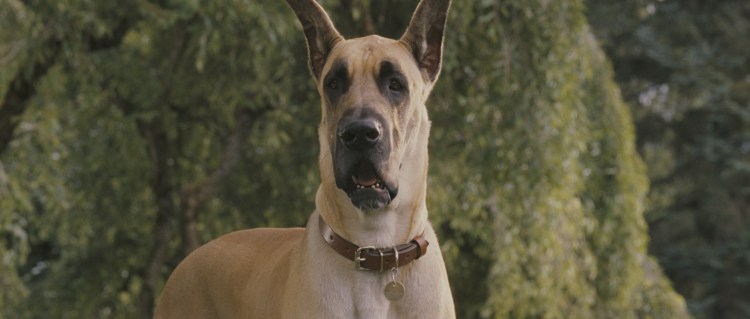 Мармадюк (Marmaduke) 2010