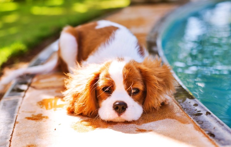 Микс собака