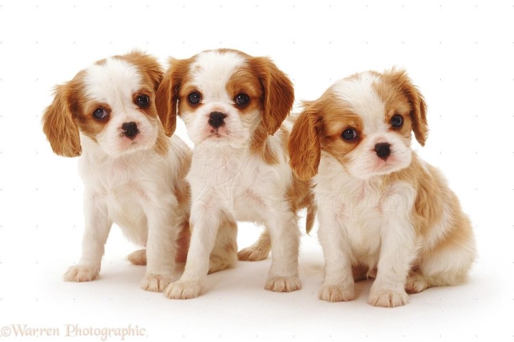 Американский булли Халк