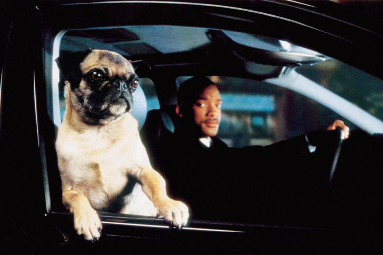 Королевский Мопс