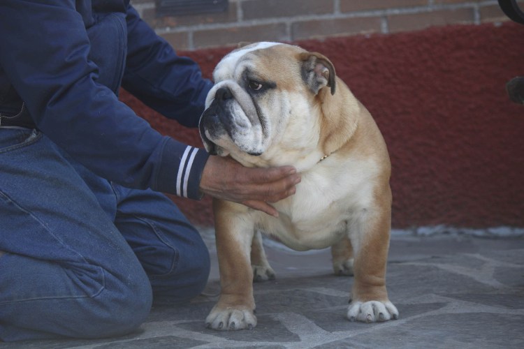 Бульдог Билли