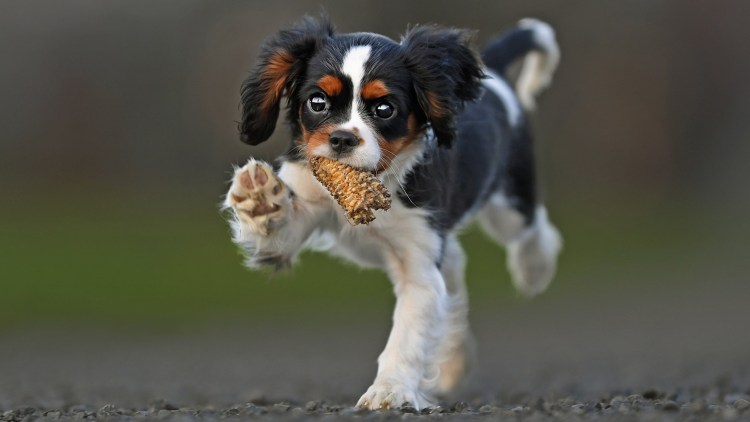 Майло Джек Рассел