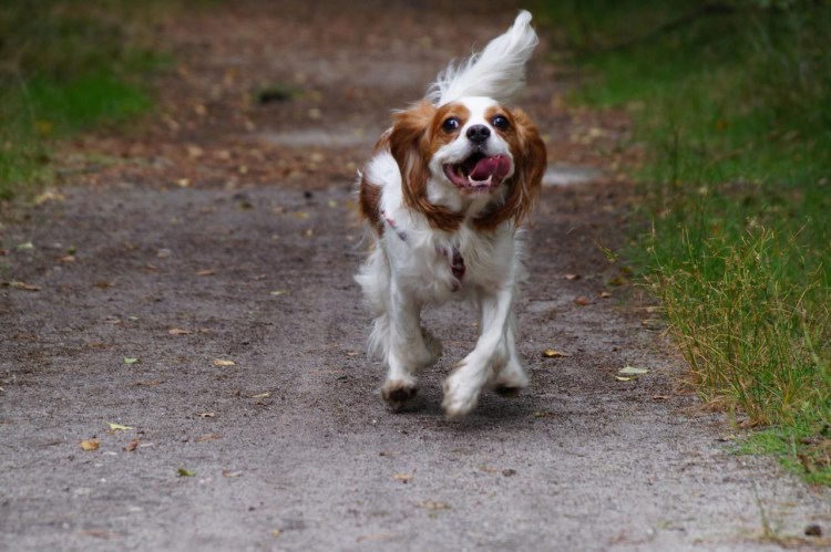 Крошечная собачка очаровательная