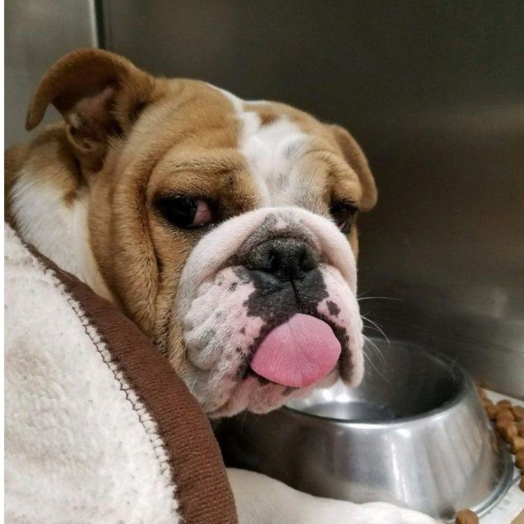 Бульдог с едой