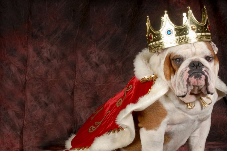 Пес Саур Король Норвегии