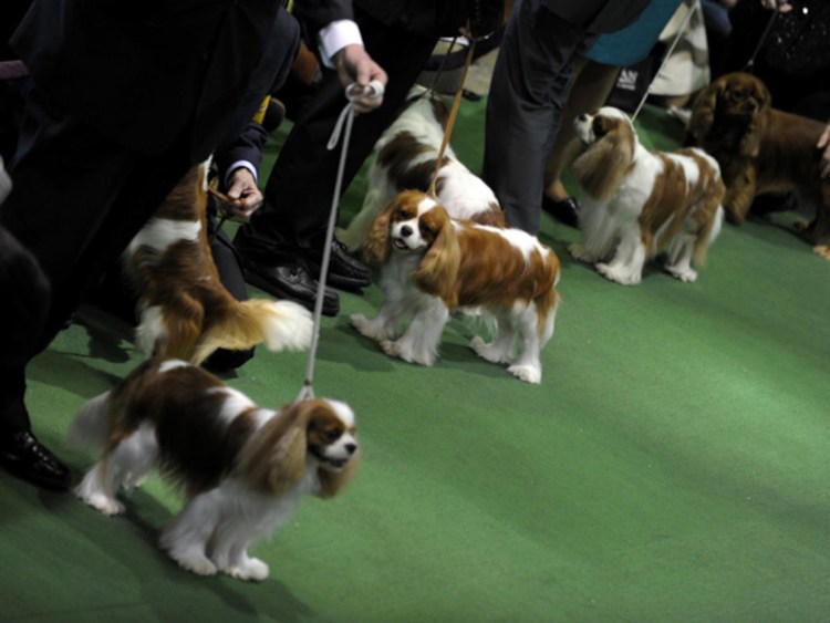 Кавалер Кинг Чарльз спаниель