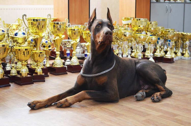 Кинг Чарльз спаниель щенки