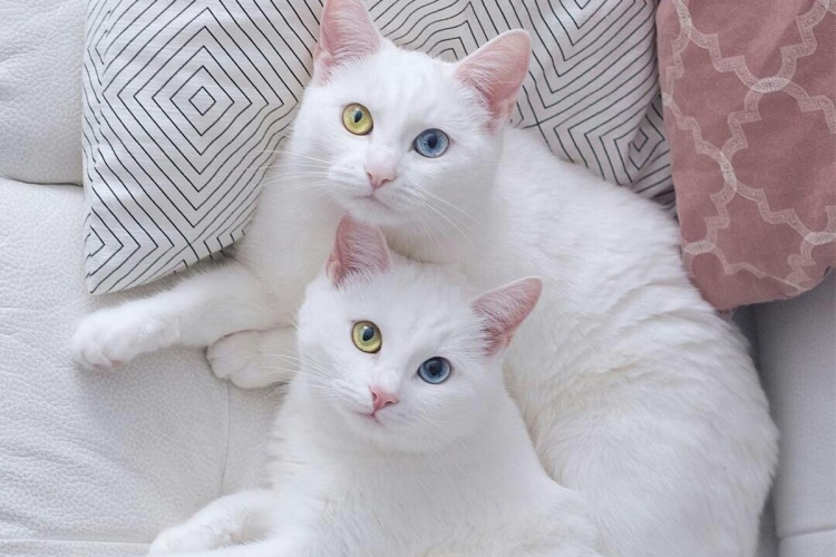 Порода кошек Khao Manee