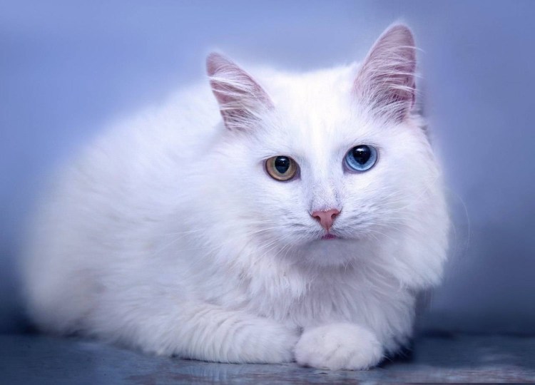 Порода Khao Manee