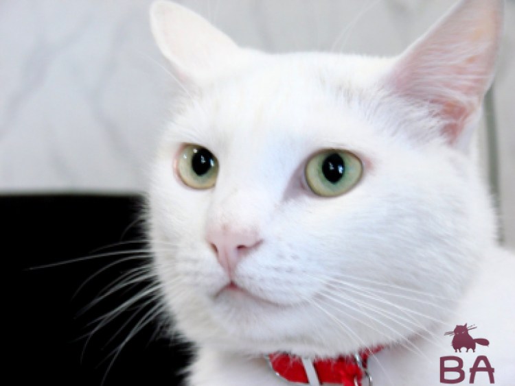 Гетерохромия као мани