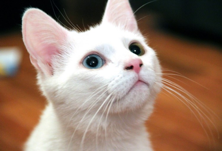 Турецкая ангора кошка короткошерстная