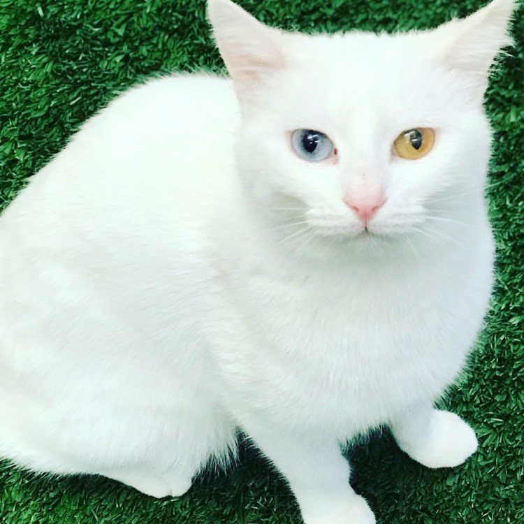 Турецкий Ван кедиси белый