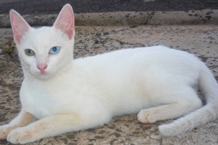 Порода кошек као мани