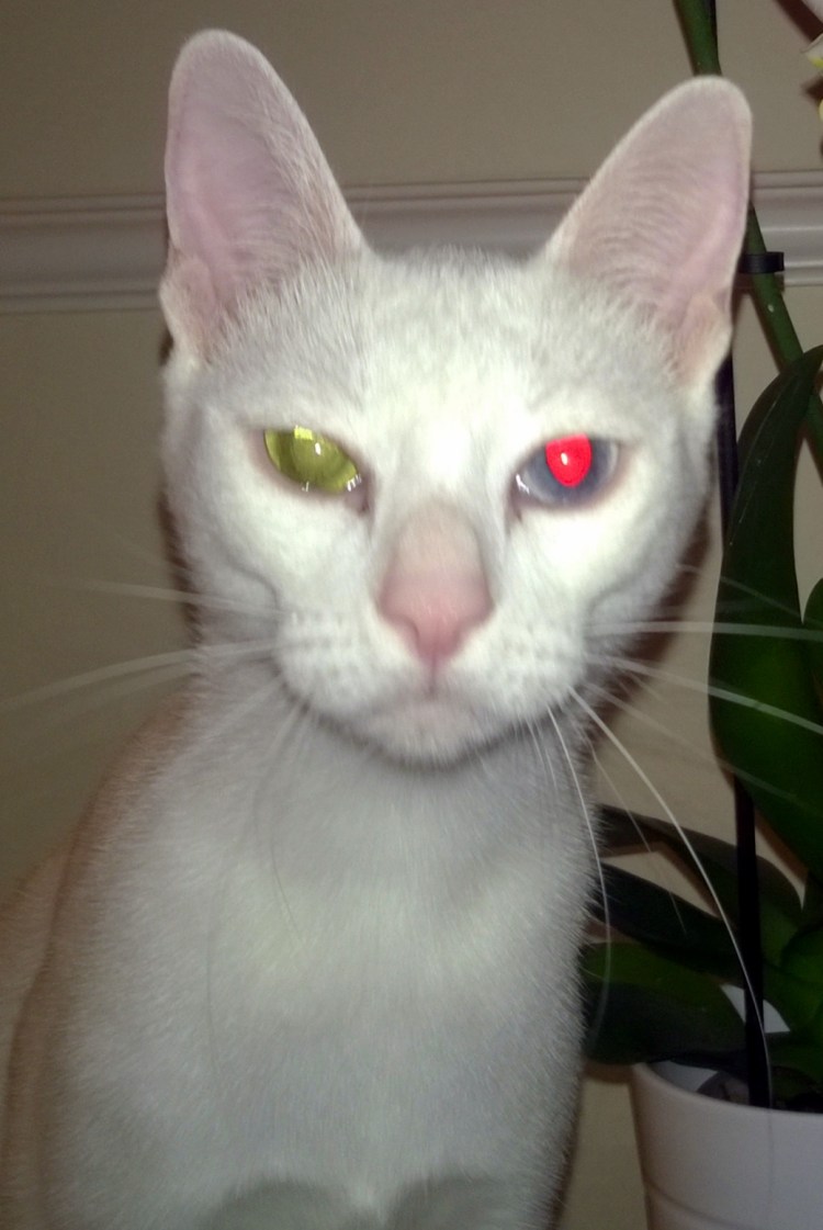 Британская кошка альбинос