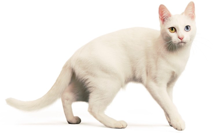 Кошка альбинос с гетерохромией