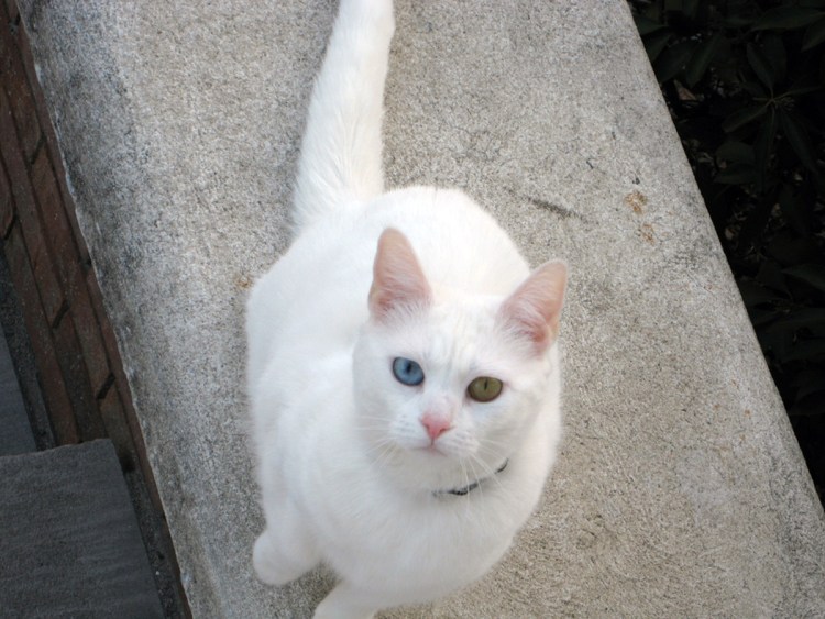 Порода Калмани