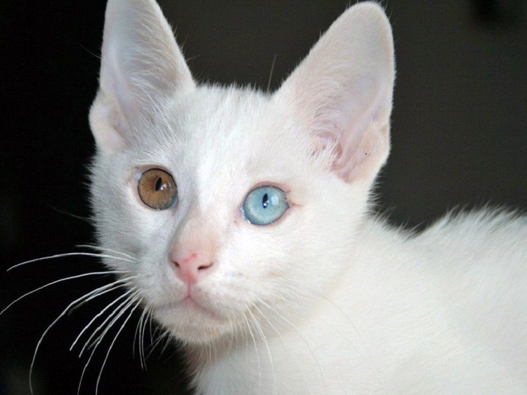 Тайская кошка као мани