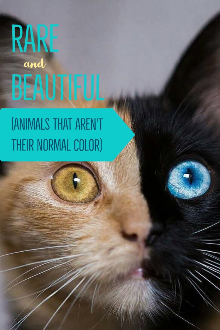 Турецкая ангора разноглазая