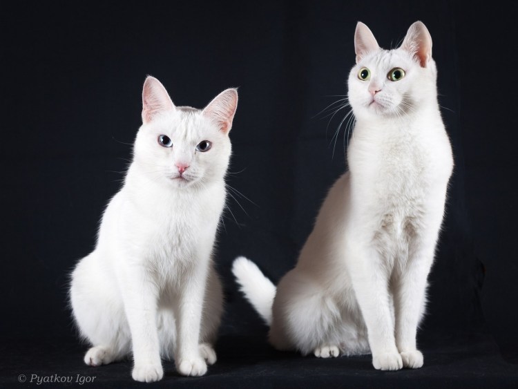 Khao Manee котята