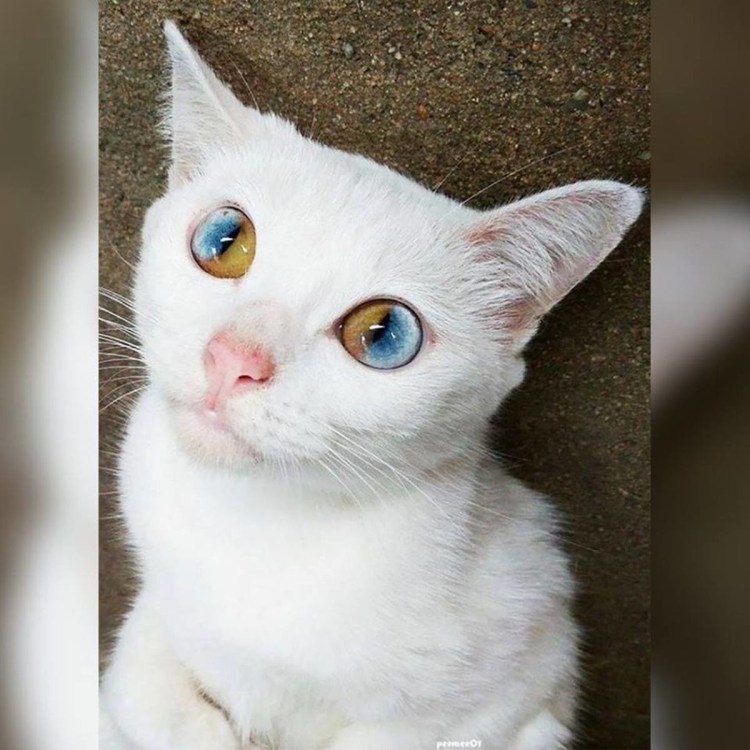 Порода кошек као мани