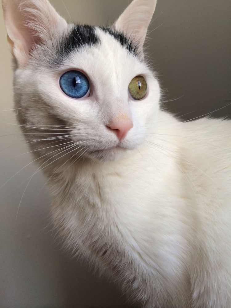 Као Мао кошка