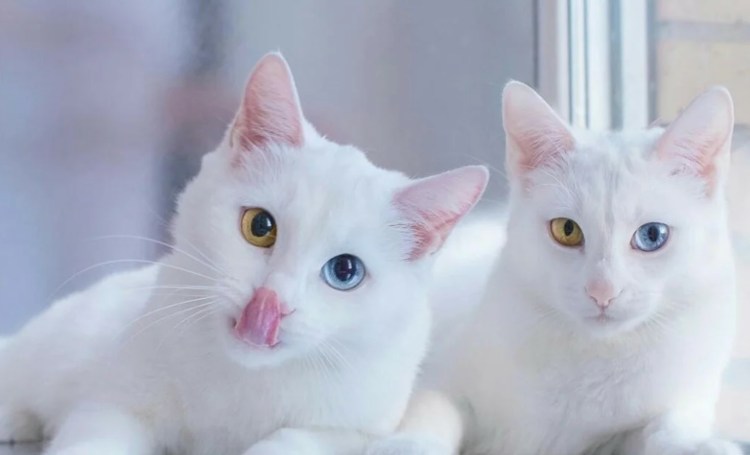Белый кот порода као мани