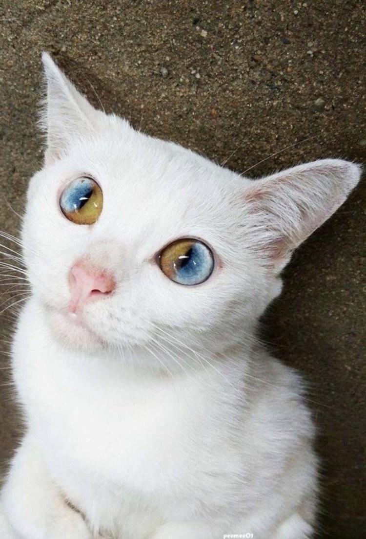 Белый кот порода као мани