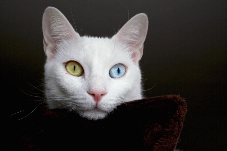 Порода кошек као мани