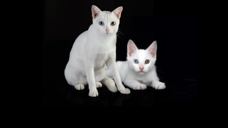 Форин Вайт Ориентал