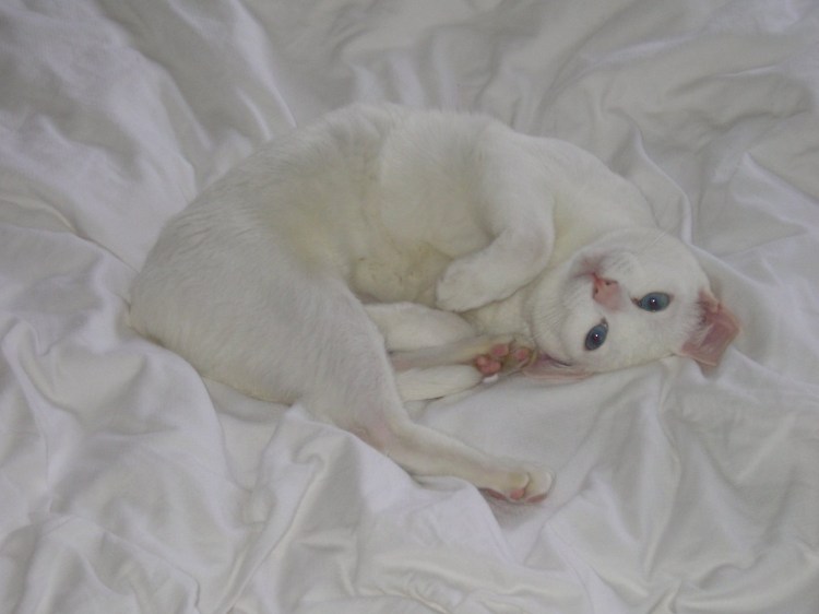 Турецкая ангора кошка котенок