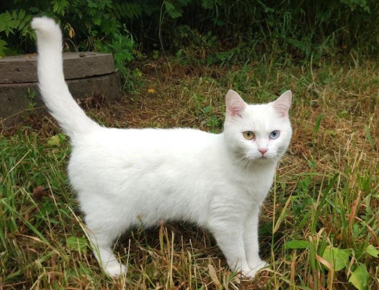 Порода кошек Мао кани