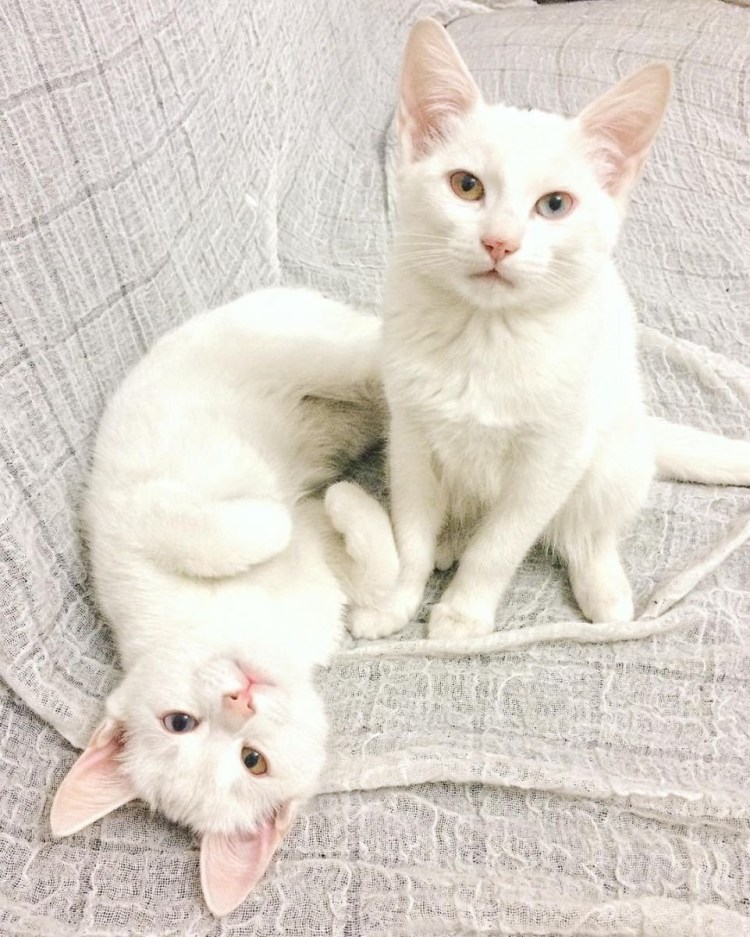 Порода кошек као мани