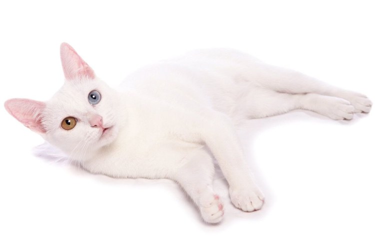 Белый кот альбинос