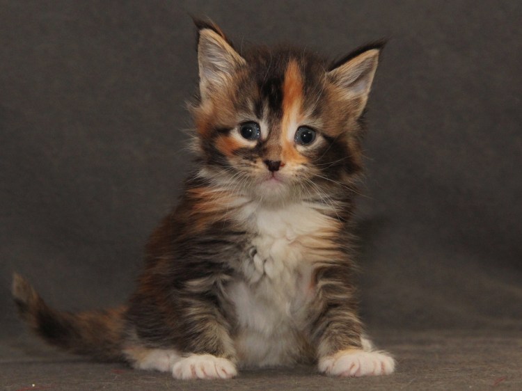 Трехцветные Мейн куны котята