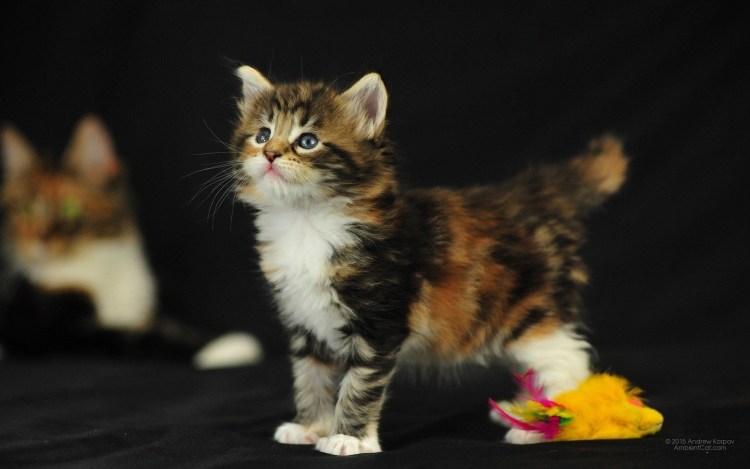 Курильский бобтейл трехцветный пушистый