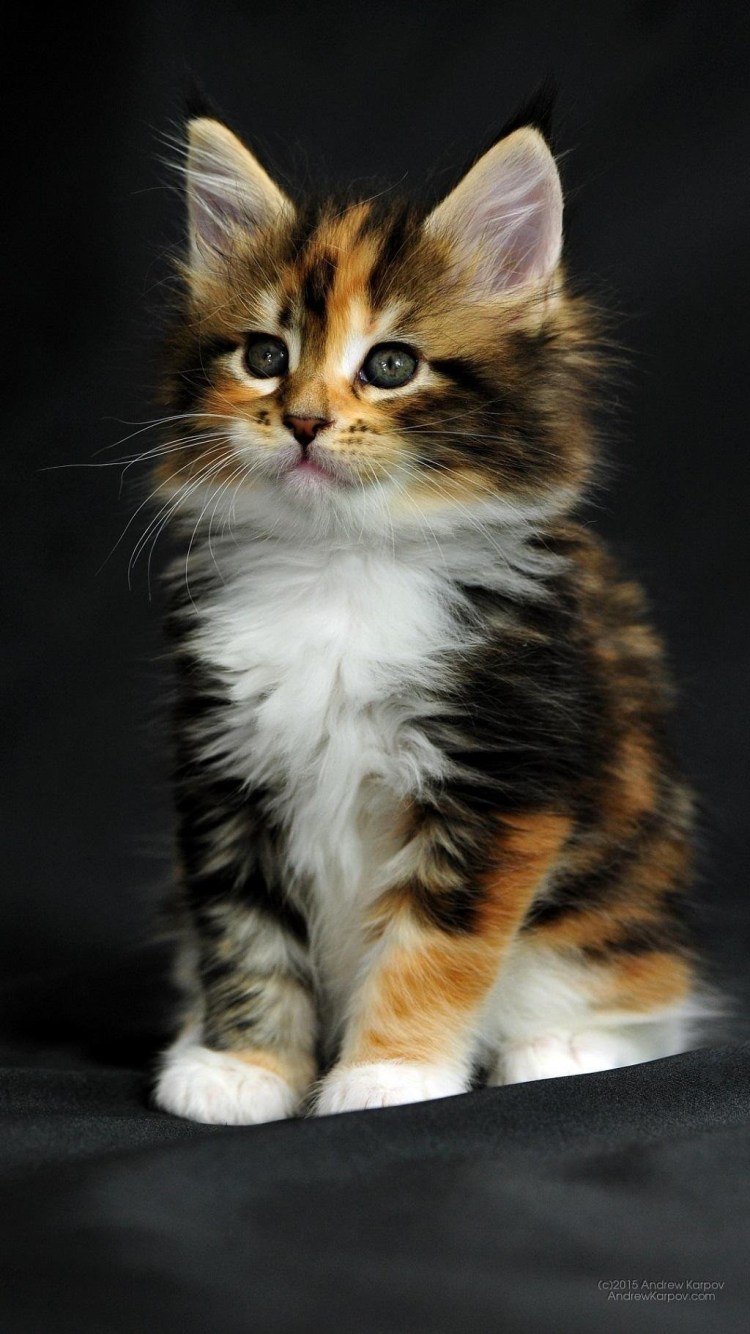 Шотландская трехцветная кошка